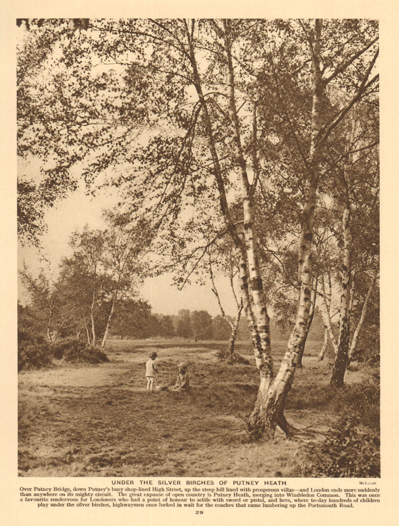 Under the silver birches of Putney Heath 1926 old vintage print picture